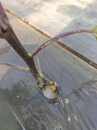 안비님의 기타작물 · 영농일지 작성글 사진