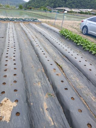 백영호님의 참깨 · 영농일지 작성글 사진