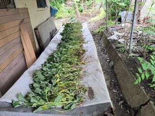 심기정님의 고구마 · 영농일지 작성글 사진