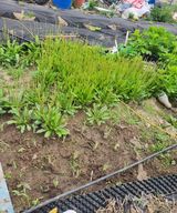 팜모닝 기타작물·영농일지 게시글 이미지