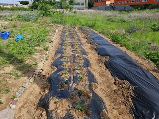 김영규님의 기타작물 · 영농일지 작성글 사진