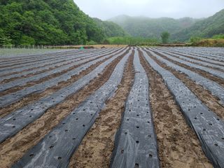 권영술님의 감자 · 영농일지 작성글 사진