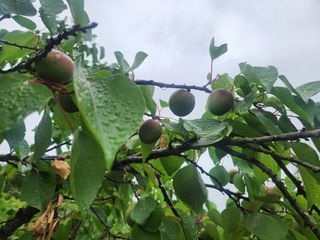 김육환님의 기타작물 · 영농일지 작성글 사진