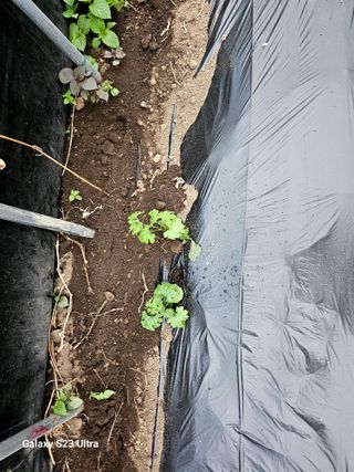 공주유구 구계박만호님의 기타작물 · 영농일지 작성글 사진