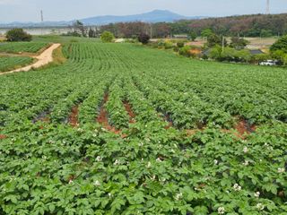 땅콩.감자.5734님의 기타작물 · 영농일지 작성글 사진