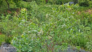 서인덕님의 기타작물 · 영농일지 작성글 사진