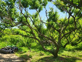 최문열님의 매실 · 영농일지 작성글 사진