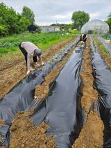 팜모닝 고구마·영농일지 게시글 이미지