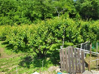 최문열님의 매실 · 영농일지 작성글 사진