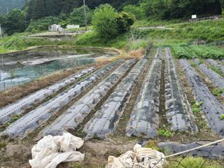 김대기님의 기타작물 · 영농일지 작성글 사진