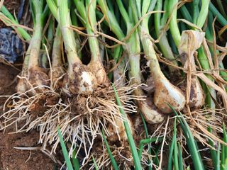 장안님의 파 · 영농일지 작성글 사진