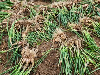 장안님의 파 · 영농일지 작성글 사진