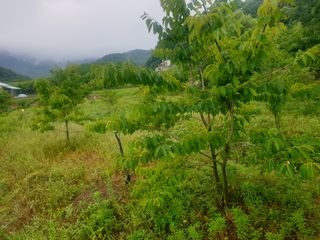 박석중님의 감 · 영농일지 작성글 사진