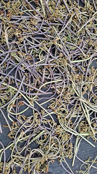 서인덕님의 기타작물 · 영농일지 작성글 사진