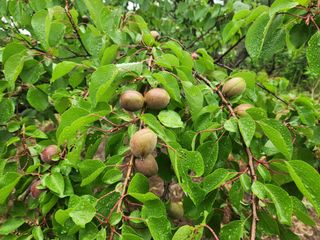 김육환님의 기타작물 · 영농일지 작성글 사진