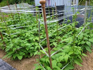 농녀님의 콩 · 영농일지 작성글 사진