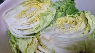 김지철님의 배추 · 영농일지 작성글 사진