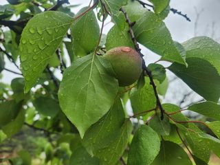 김육환님의 기타작물 · 영농일지 작성글 사진
