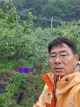 황인근님의 블루베리 · 영농일지 작성글 사진