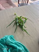 팜모닝 기타작물·영농일지 게시글 이미지