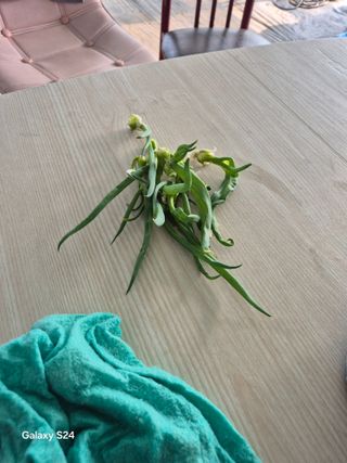 한양희님의 기타작물 · 영농일지 작성글 사진