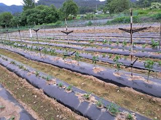 이인성님의 기타작물 · 영농일지 작성글 사진