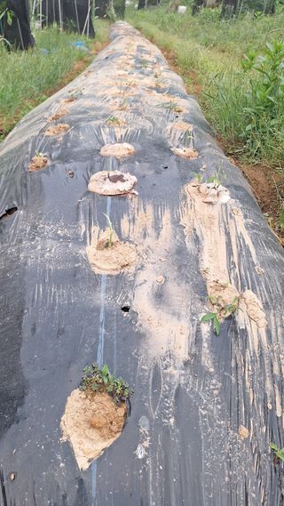 김하동 님의 기타작물 · 영농일지 작성글 사진