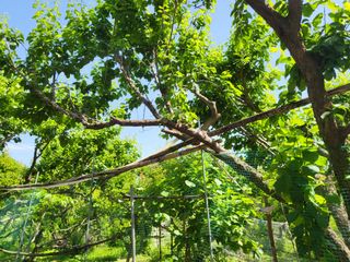 최문열님의 매실 · 영농일지 작성글 사진