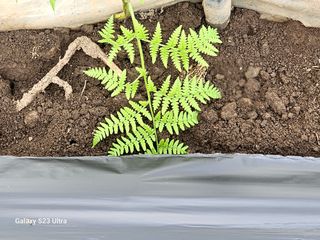 공주유구 구계박만호님의 기타작물 · 영농일지 작성글 사진