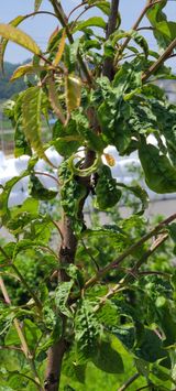 팜모닝 기타작물·영농일지 게시글 이미지