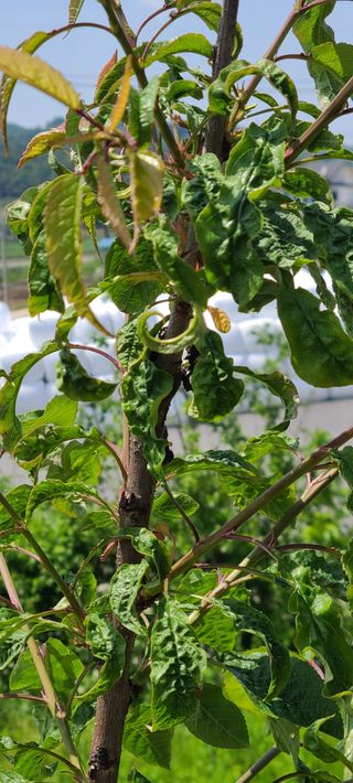 큰골농원님의 기타작물 · 영농일지 작성글 사진