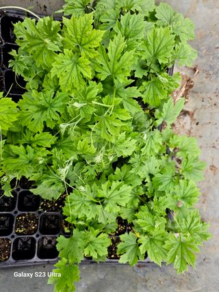 공주유구 구계박만호님의 기타작물 · 영농일지 작성글 사진