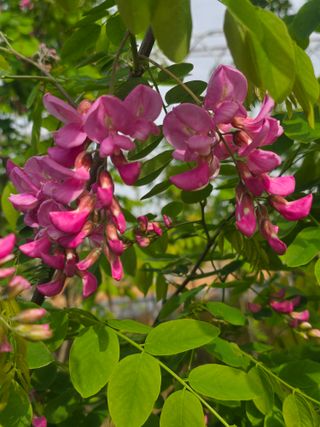 땅콩.감자.5734님의 기타작물 · 영농일지 작성글 사진