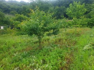 박석중님의 감 · 영농일지 작성글 사진