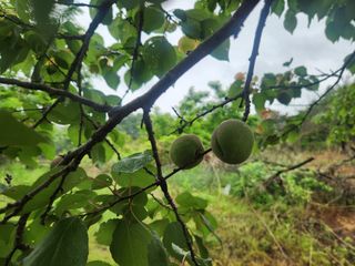 김육환님의 기타작물 · 영농일지 작성글 사진