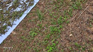 서인덕님의 기타작물 · 영농일지 작성글 사진