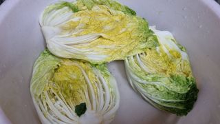 김지철님의 배추 · 영농일지 작성글 사진