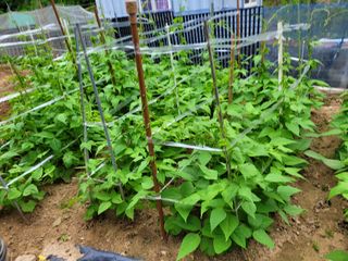 농녀님의 콩 · 영농일지 작성글 사진