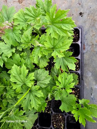 공주유구 구계박만호님의 기타작물 · 영농일지 작성글 사진