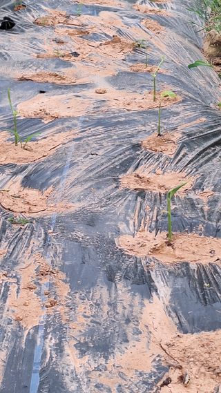 김하동 님의 기타작물 · 영농일지 작성글 사진