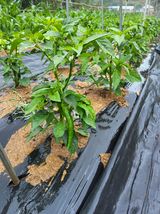 팜모닝 기타작물·영농일지 게시글 이미지