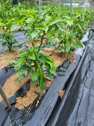 성훈농장님의 기타작물 · 영농일지 작성글 사진