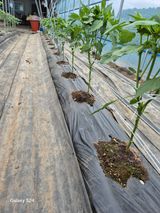 팜모닝 고추·영농일지 게시글 이미지