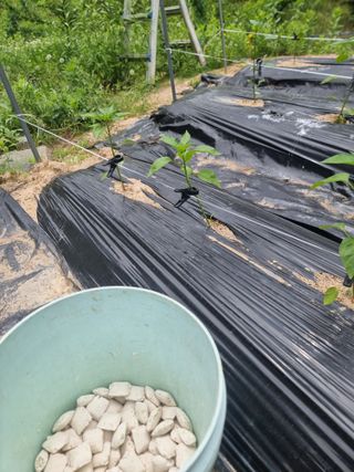 라온베리님의 고추 · 영농일지 작성글 사진