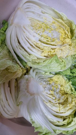 김지철님의 배추 · 영농일지 작성글 사진