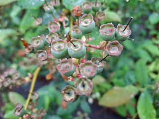 황인근님의 블루베리 · 영농일지 작성글 사진