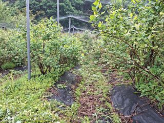 황인근님의 블루베리 · 영농일지 작성글 사진