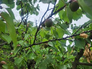 김육환님의 기타작물 · 영농일지 작성글 사진