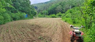 권영식님의 들깨 · 영농일지 작성글 사진