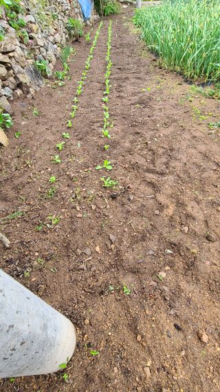 고춘석(고랑과이랑)님의 기타작물 · 영농일지 작성글 사진